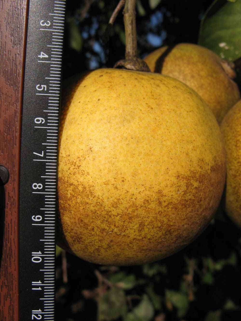              Fruit (Winter Haven, FL)       